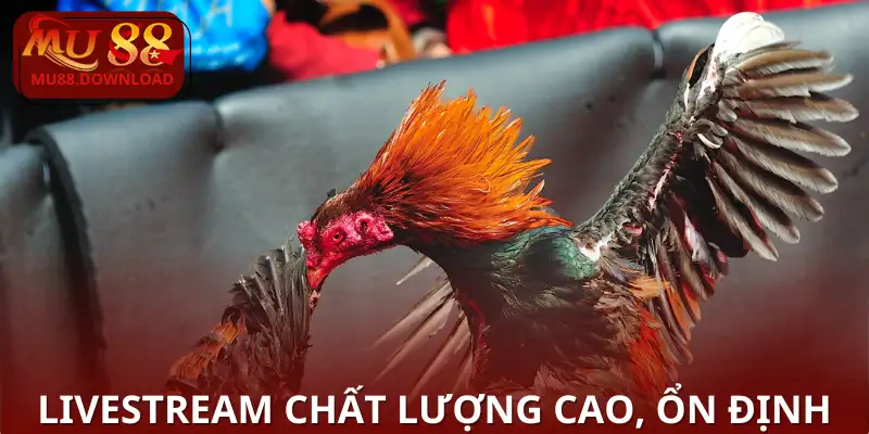 Livestream chất lượng cao, ổn định