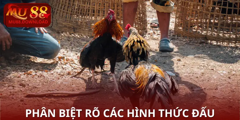 Phân biệt rõ các hình thức đấu