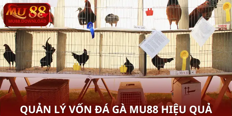 Quản lý vốn Đá Gà MU88 hiệu quả